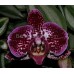 Орхидея 1 ветка (Taiwan-Diamond-Rainbow)